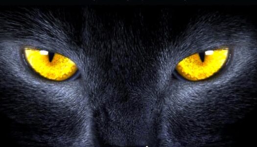 Kot zaprasza do podróży w czasie – „Tymek, czarny kot i zagadki pałacu Marianny”